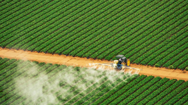 Best Ant Control Services  in Kingsport, TN