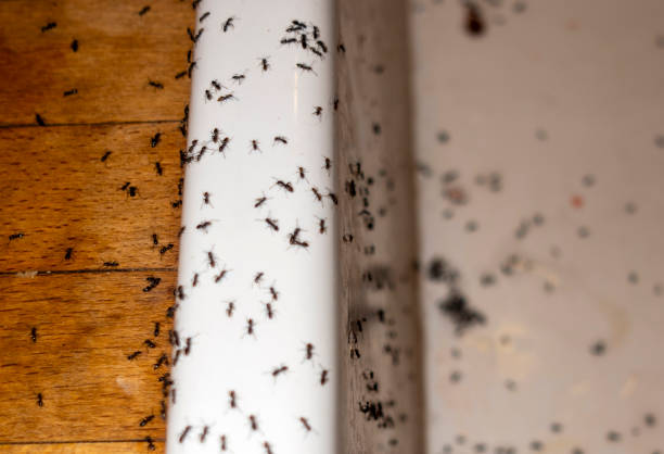 Best Mosquito Control Services  in Kingsport, TN